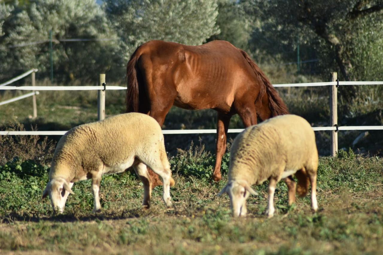 טראגונה Casa Con Vistas, Piscina Y Animales De Granja, La Caseta מראה חיצוני תמונה