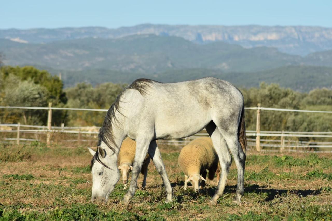 טראגונה Casa Con Vistas, Piscina Y Animales De Granja, La Caseta מראה חיצוני תמונה